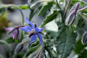 Borago officinalis