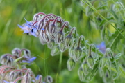 Borago officinalis