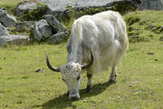 Artiodactyla