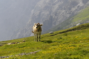 Bos taurus