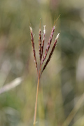 Bothriochloa ischaemum