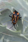 Brachycoleus triangularis