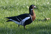 Branta ruficollis