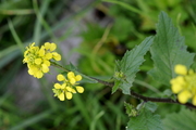 Brassica nigra