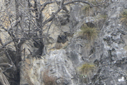 Strigiformes