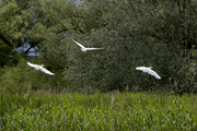 Bubulcus ibis
