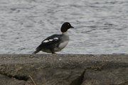 Bucephala clangula