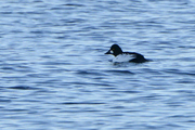Bucephala clangula