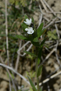 Buglossoides arvensis