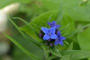 Buglossoides purpurcaerulea