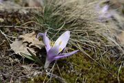 Bulbocodium vernum