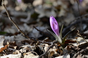 Bulbocodium vernum