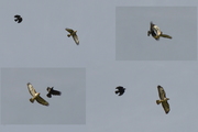 Buteo buteo