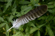 Buteo buteo