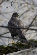 Buteo buteo