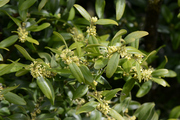 Buxus sempervirens