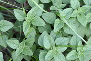 Calamintha nepeta