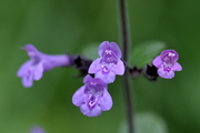 Calamintha nepeta