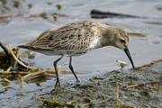 Charadriiformes