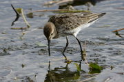 Calidris alpina