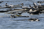 Calidris canutus