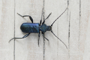 Callidium violaceum