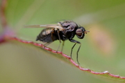 Calliopum