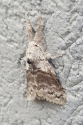 Calliteara pudibunda