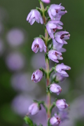 Calluna vulgaris