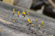 Calocera viscosa