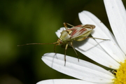 Calocoris roseomaculatus