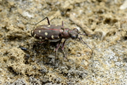 Calomera littoralis