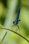 Calopteryx splendens