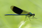 Calopteryx splendens