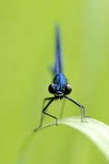 Calopteryx splendens