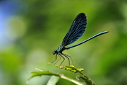 Calopteryx virgo