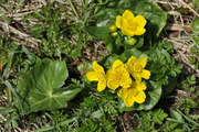 Caltha palustris