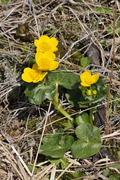 Caltha palustris