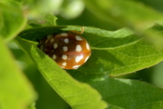 Calvia quatuordecimguttata