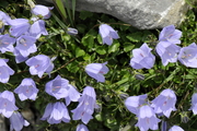 Campanula cochleariifolia