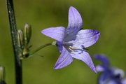 Campanula rapunculus