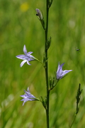 Campanula rapunculus