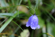 Campanula