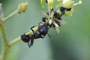 Camponotus ligniperda