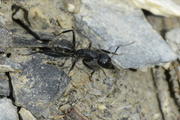 Camponotus vagus