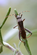 Camptopus lateralis