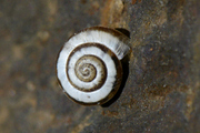 Candidula
