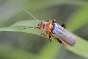 Cantharis livida