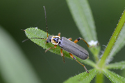 Cantharis nigricans