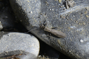 Capniidae